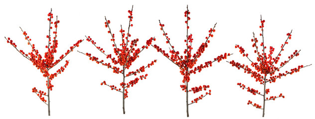 christmas branch with red berries isolated on white background