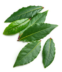 Fresh bay leaves