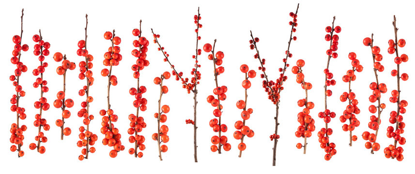 Christmas Branch With Red Berries Isolated On White Background