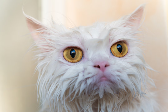 Close up wet persian cat eye. Wet cat. Cat after take a shower.