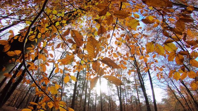 Herbstwald, Buchenbl&auml;tter, Schwebestativ, fagus, Buche, Spessart, Herbststimmung, Herbstfarben, 4K