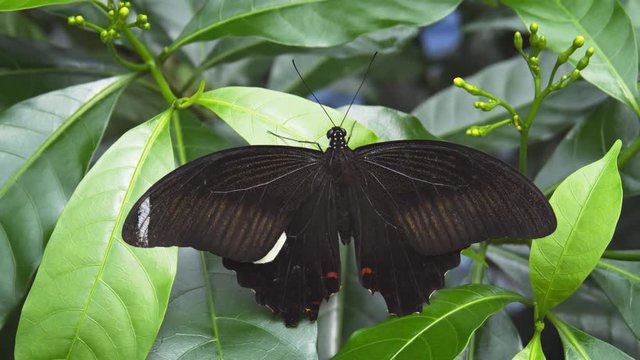 Great Hellen Butterfly on a Leaf. UltraHD 4k video