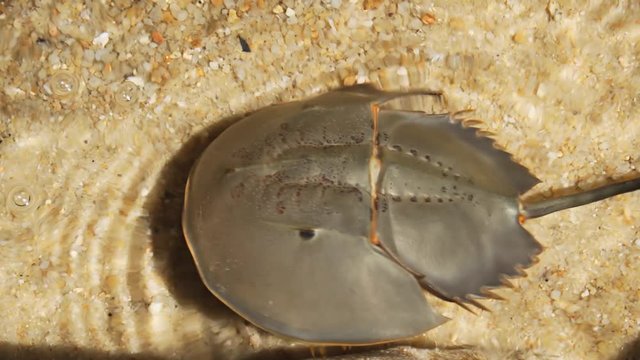 Lone Horseshoe Crab in the Wild. UHD 4k video