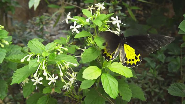 Common Birdwing Butterfly Feeding on Small White Flowers