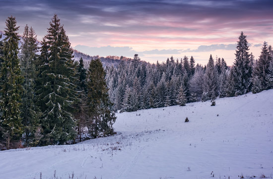 spruce forest on a snowy hillside at dusk