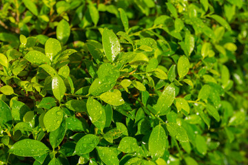Texture Background of Tiny Green Leaves with Water Splash or Dew Drop