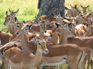 A flock of impalas cools in the shadow under a tree. Kenya.