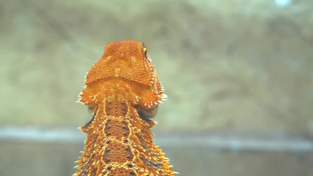 Horned Lizard Bobbing his Head. UHD 4k video