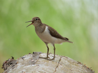 Sandpiper bird screaming on a trunk.