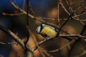 titmouse on a branch in the park
