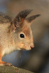 wild squirrel in the park
