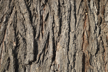 Bark of tree