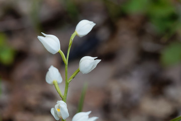 Narrow leaved Helleborine (Cephalanthera longifolia)