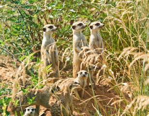 The meerkates or suricates (Suricata suricatta)
