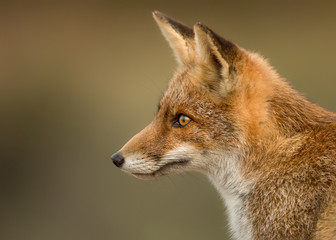 Close up of a young red fox against clear background, Netherlands. 