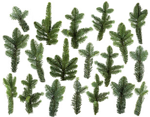 set of fresh green pine branches isolated on white background