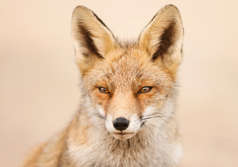 Portrait of a red fox against clear background