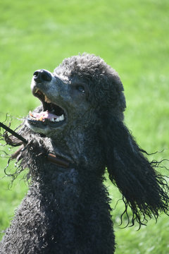 Adorable Standard Black Poodle Panting in the Sun
