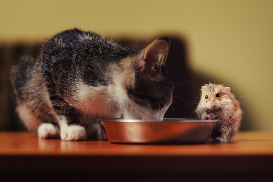 cat with hamster is going to have dinner