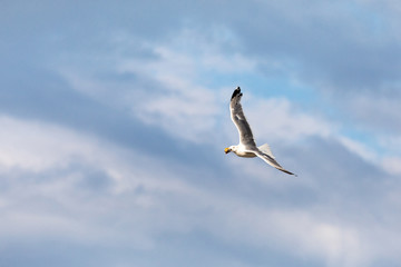Herring gull in flight