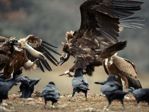 Griffon Vulture (Gyps Fulvus) And Cinereous Vulture (Aegypius Monachus) Fight