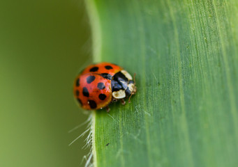 Coccinelle sur une feuille de maïs
