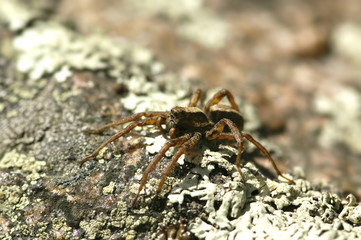 Spider
