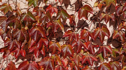 Autumn red and yellow leaves of grapes against the wall background.