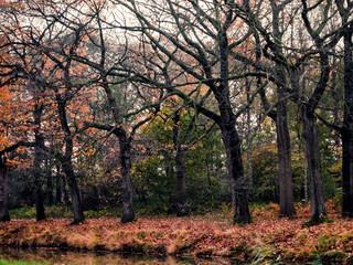 Fototapeta premium Trees in the fall
