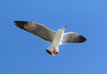 seagull flying in the blue sky
