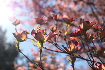 Hopeful Sun in Trees