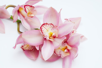 Beautiful Pink Orchid Flower on White background. Pink Flower Branch Close Up.