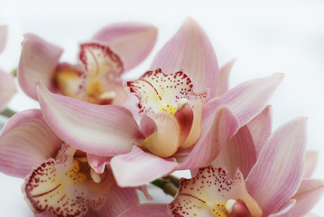 Fototapeta na wymiar Close-up of Beautiful Pink Orchid Flower on White Background. Flower Greeting Backgrpund.