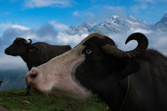 Water buffalo shot in the Indian Himalayas, Bun buni 