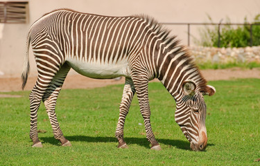Fototapeta na wymiar Grevy's zebra or imperial zebra (Equus grevyi)