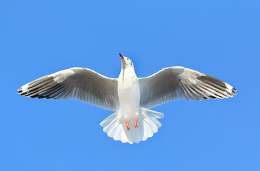 seagull flying in the blue sky