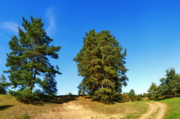 Fototapeta premium Panoramic landscape with trees and unpaved road 