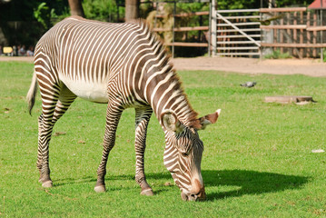 Fototapeta na wymiar Grevy's zebra or imperial zebra (Equus grevyi)