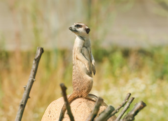 The meerkat or suricate (Suricata suricatta)