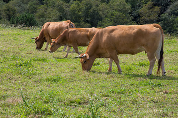 Three brown cows grazing in the field. 