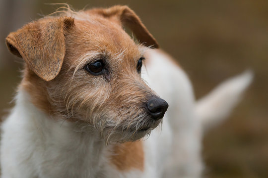 Close up of Jack Russell dog with wet snout in a soft brown background