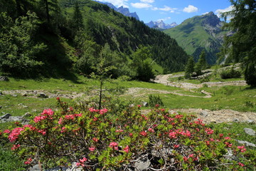 Naklejka premium Alpenrosen in der Bergregion