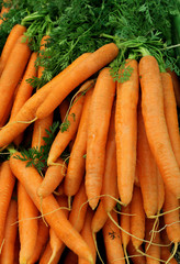 carottes