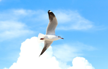 Obraz premium seagull flying in the blue sky
