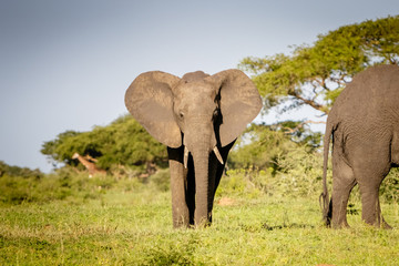 Fototapeta premium A beautiful male elephant enjoying the sunset warmth in Murchison Falls national park in Uganda nearby lake Albert. Unbelievable that oil drilling will take place nearby to destroy the nature.