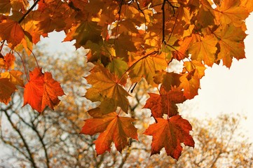 A close-up image of colourful Autumn leaves.