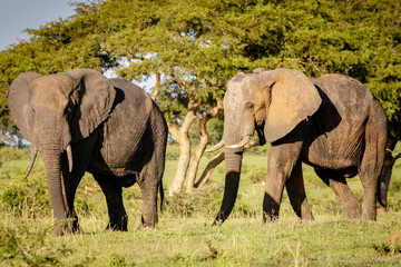 Fototapeta premium Two elephants enjoying the sunset warmth in Murchison Falls national park in Uganda nearby lake Albert. Unbelievable that oil drilling will take place nearby to destroy the nature.