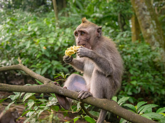 Naklejka na ściany i meble Crab-eating macaque also known as Long-tailed macaque in Ubud Monkey Forest, Bali