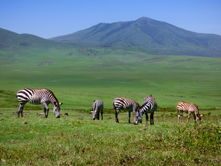 A flock of zebras eat grass in a valley in Tanzania.