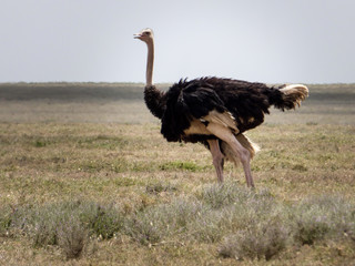 ostrich in the savanna